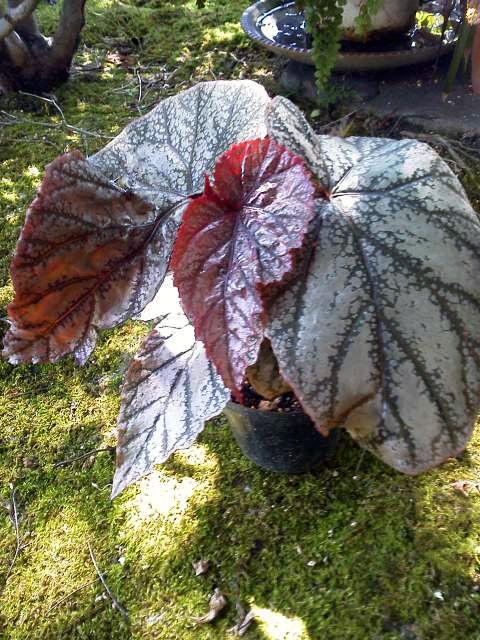 B. ‘Mr. Hasegawa’